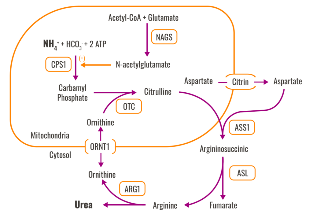 The urea cycle process